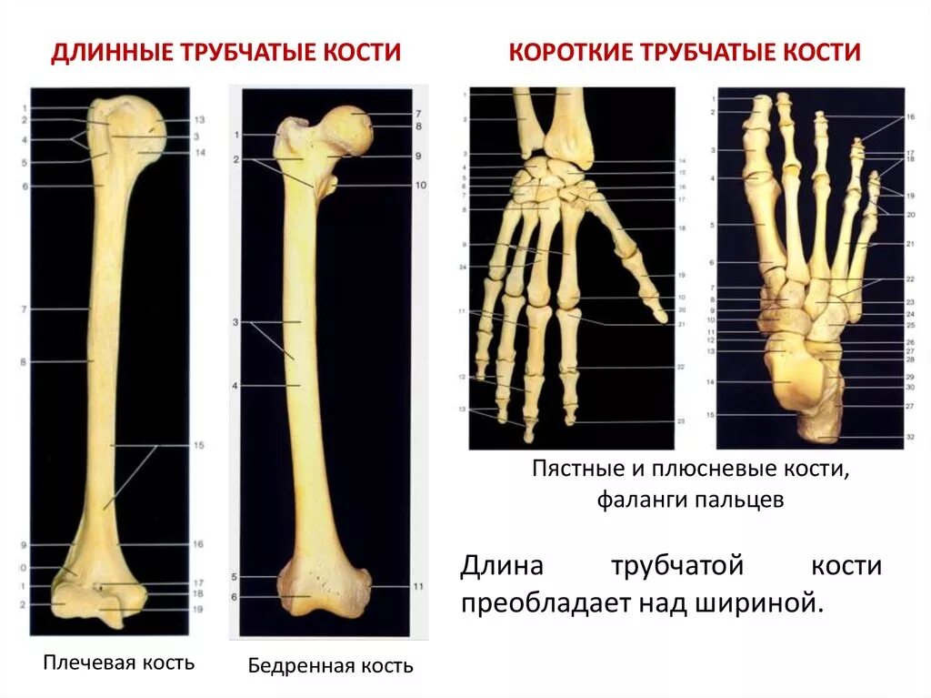 Местоположение трубчатых костей в скелете