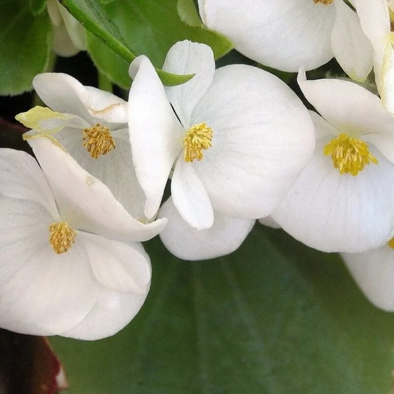 Вечно цветущий цветок. Бегония вечноцветущая белая. Бегония Грацилис. Бегония Грацилис белая. Бегония вечноцветущая Бада бинг.