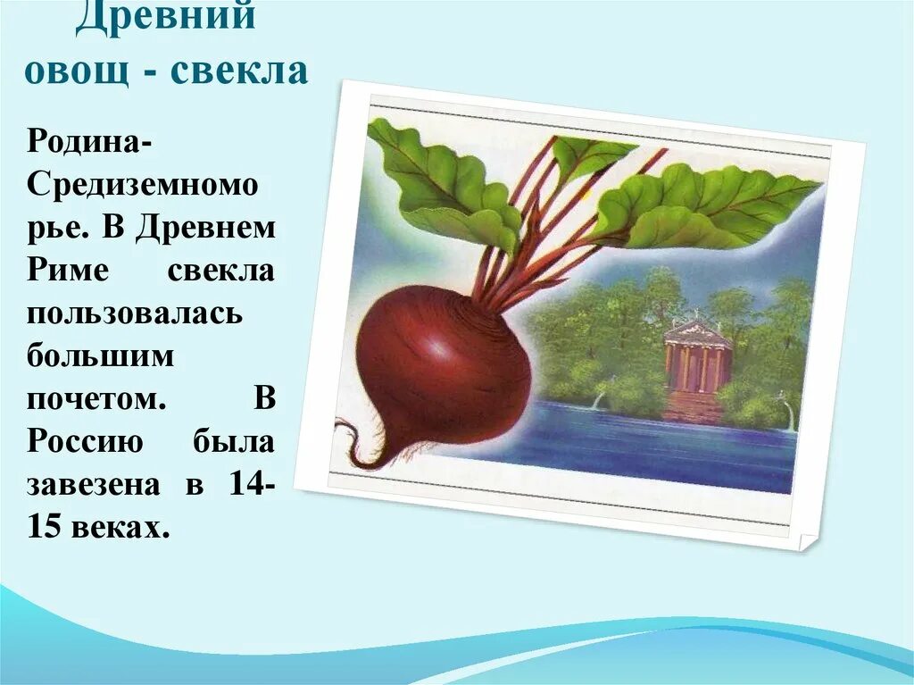 Родина картофеля. Какой овощ завезенный. Родина картофеля перу. Картофель легенда. История происхождения помидора.