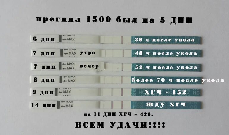 Беременность после укола хгч. ХГЧ после укола ХГЧ 1500. Выход укола ХГЧ 1500. Прегнил уколы. Как выводится укол ХГЧ.