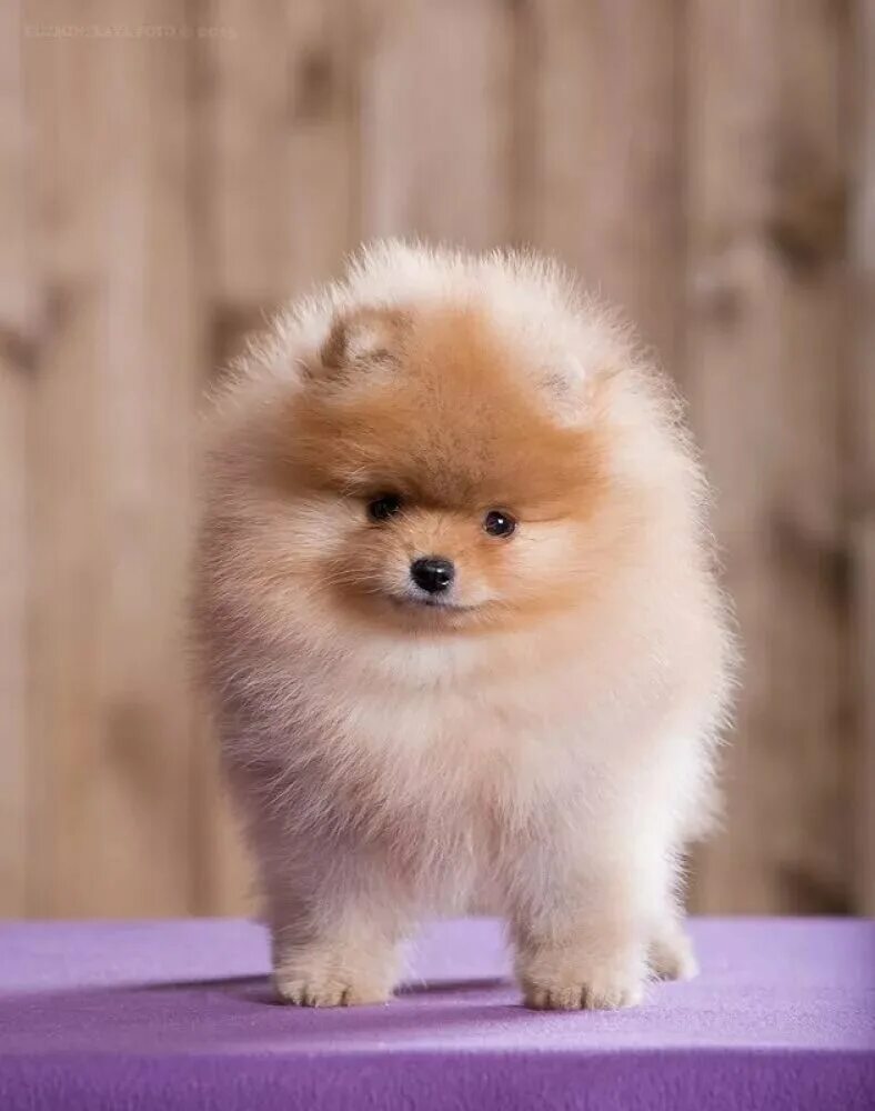 померанский шпиц. померанский шпиц милый. шпиц померанский карликовый. померанский шпиц породы собак. порода маленьких собачек шпиц.