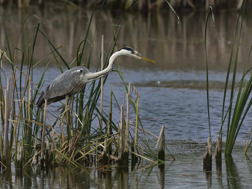 Болотная цапля. Где найти цаплю. Цапля серая болотная. Серая цапля пермский край. Серая цапля.