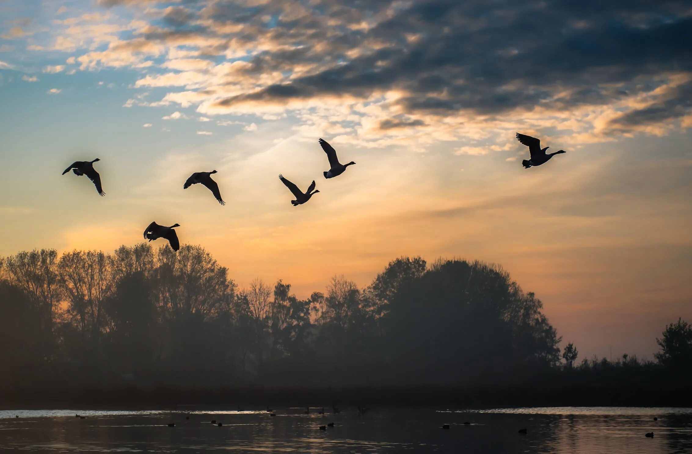 Look the birds fly. Птицы улетают фото. Стая птиц. Красивое небо с птицами. Утки в небе.