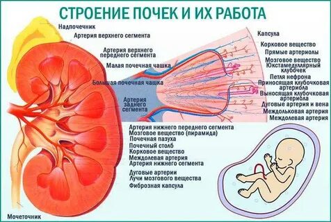 Лоханки расширены у плода