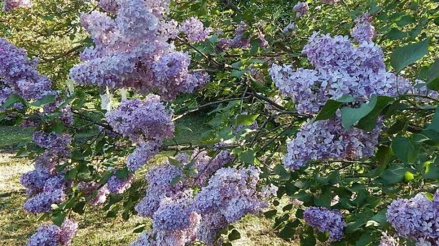 Каждый посаженный им куст акации