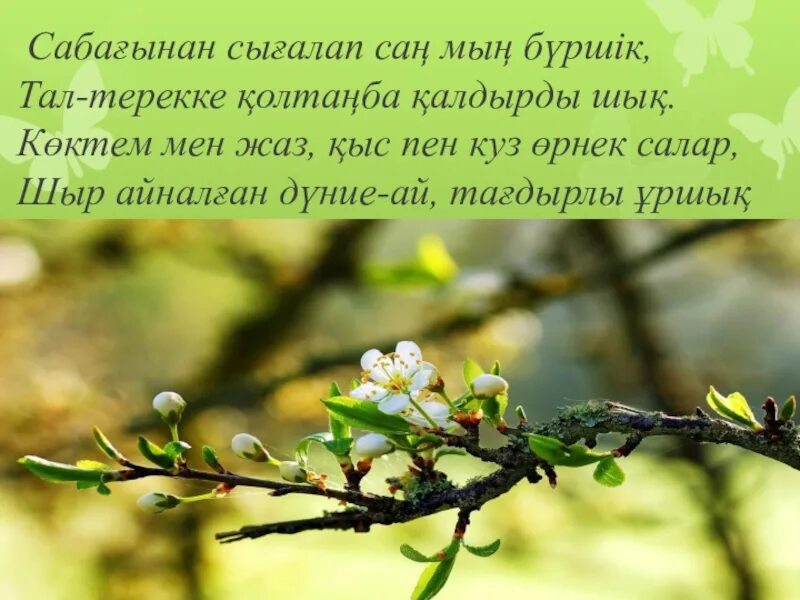 Көктем әні текст. Стихотворение көктем келді. Нұрлы көктем әні текст песни. Наурыз көктем текст. Наурыз көктем бота текст