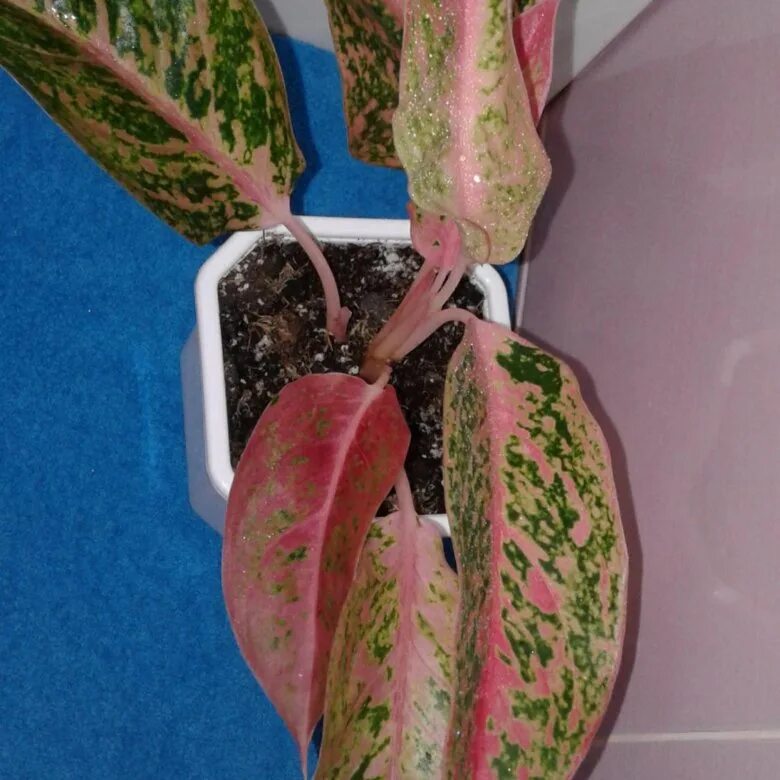 Аглаонема мария лечуза. Аглаонема лилиан. Аглаонема панама ванилла. Аглаонема черри беби. Аглаонема white legacy.