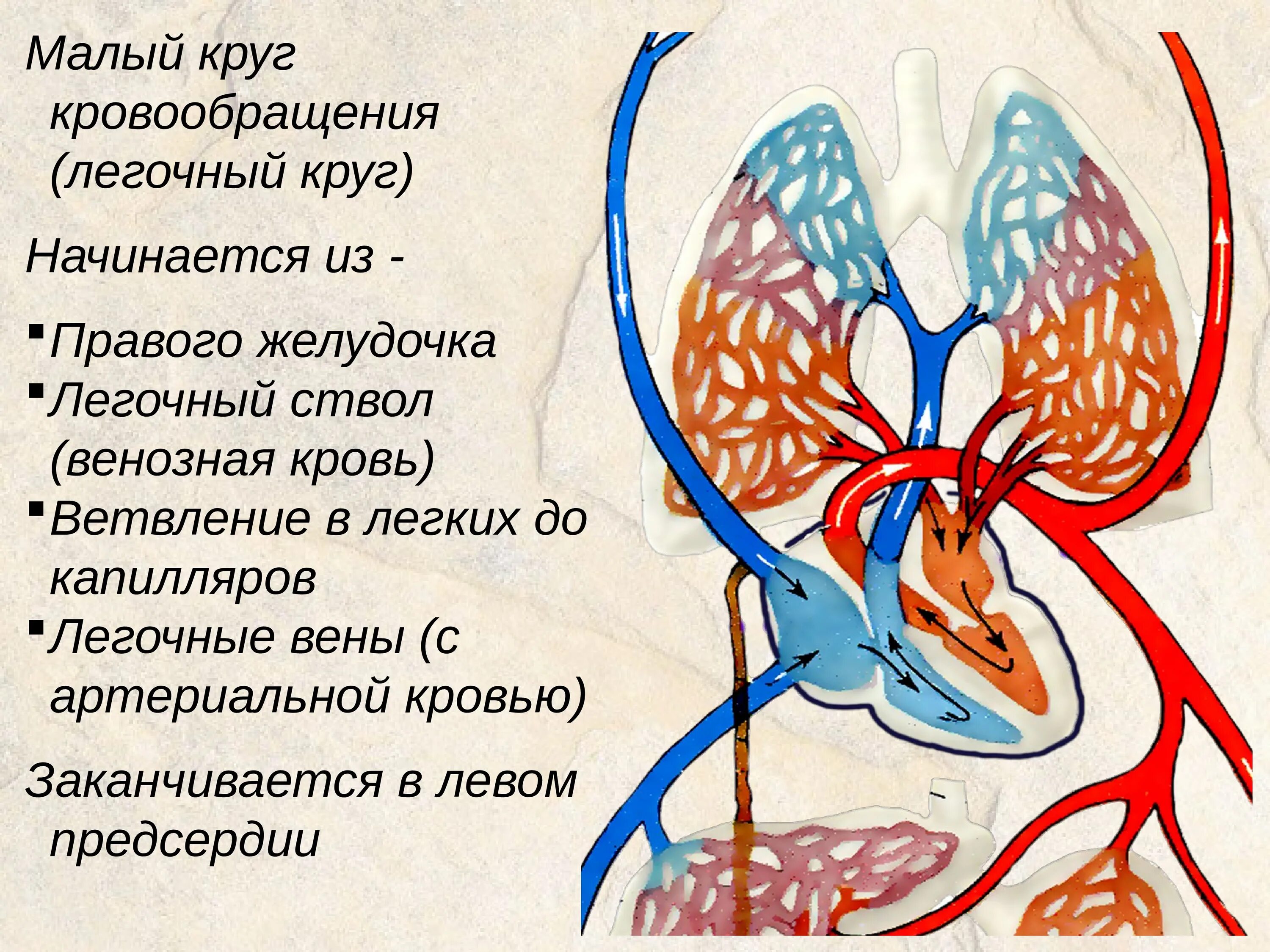 Малый круг кровообращения сосуды малого круга кровообращения. Малый легочный круг кровообращения схема. Малый круг кровообращения легочные вены. Сосуды малого круга кровообращения анатомия.