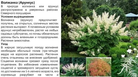 Волжанка растение описание