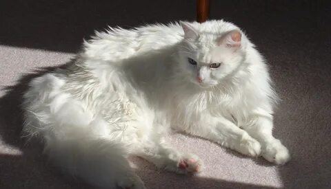 Белый длинношерстный кот