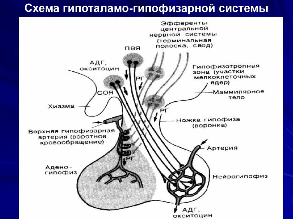 Гипофиз кровеносная система. Гипоталамо-гипофизарная система схема. Схему связей в гипоталамо-гипофизарной системе. Схема строения гипоталамо гипофизарной нейросекреторной системы. Схема функционирования гипоталамо гипофизарной системы.