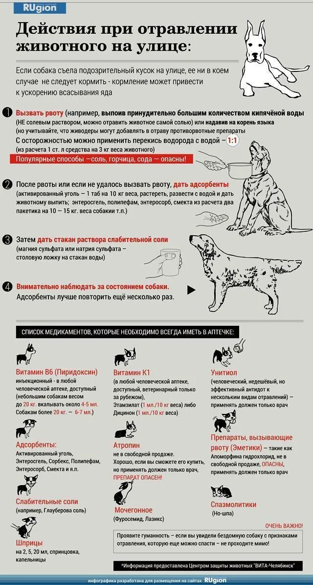 Подобрала собаку что делать. При отравлении собаки. Отравление у собаки симптомы. Отравление у собаки первая помощь. Оказание первой помощи собаке.