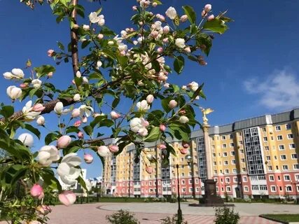 Город расцвел