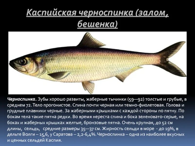 Какую рыбу называли поселенец
