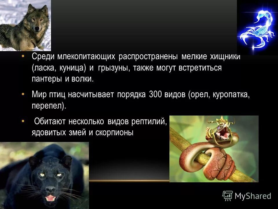 Значение млекопит в природе. Класс млекопитающие. Ехидна подкласса первозвери. Заяц беляк зона обитания. Позвоночные животные млекопитающие.