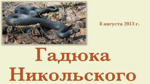 Гадюка в сиропе аудиокнига
