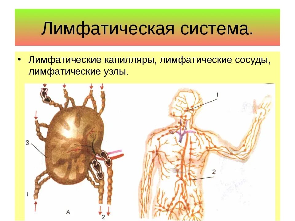 Лимфатические сосуды состоят. Лимфатические узлы лимфатической системы. Лимфатический узел биология 8 класс. Лимфатические системы лимфатические узлы лимфатические сосуды. Лимфатическая система схема.