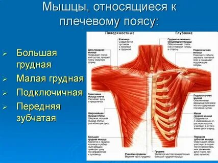 Мышцы туловища плечевой пояс