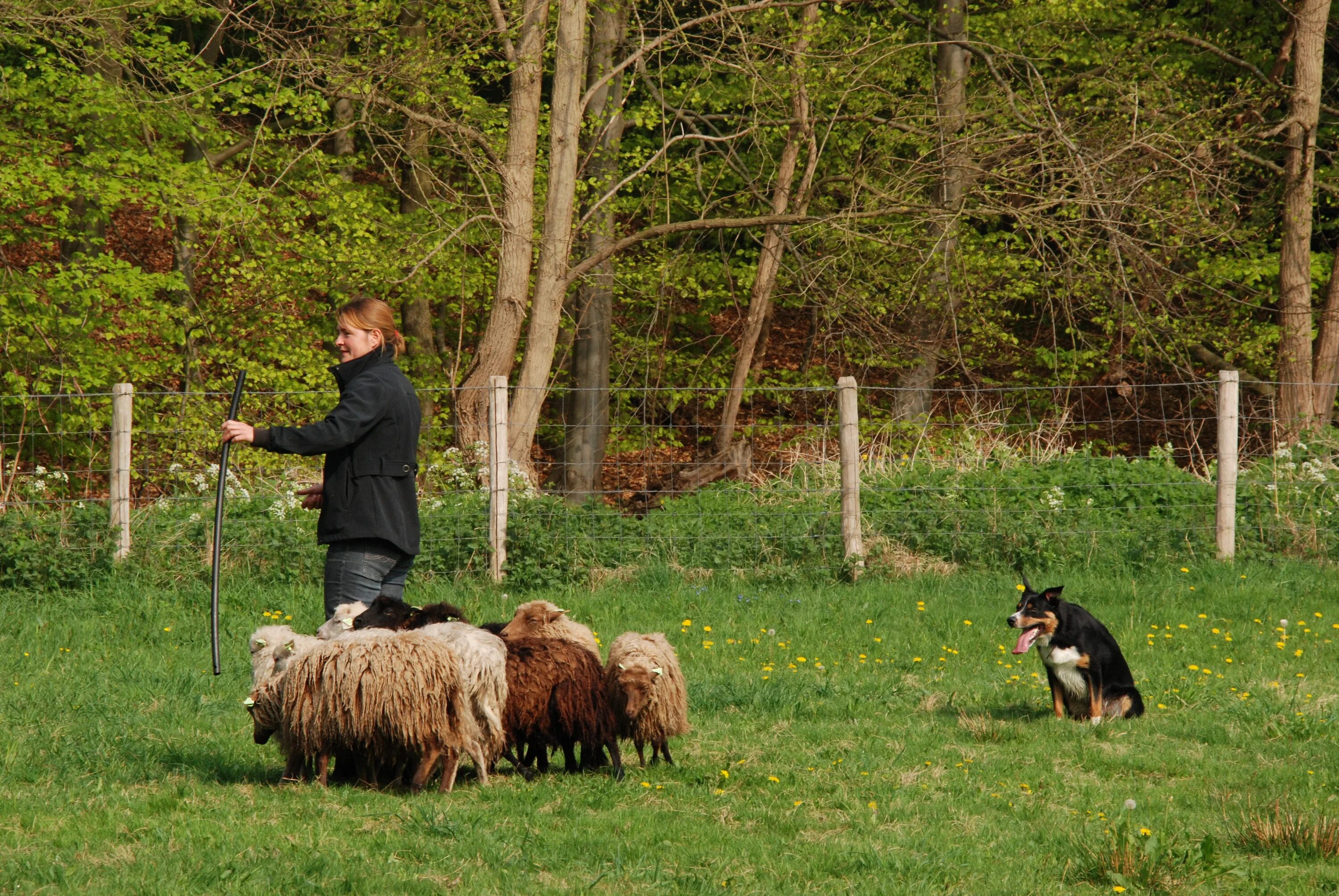 Пасла животных. Травищей пасет. Собака фермер трава. Фото собаки пасут домашних животных.