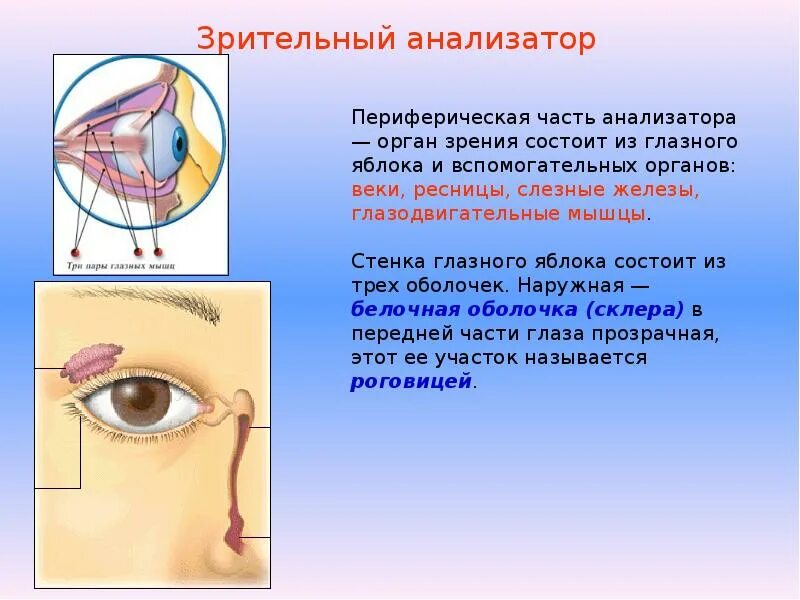 Вспомогательные органы зрительного анализатора. Периферическая часть зрения анализатора. Орган зрения анализатор. Органы чувств орган зрения. Тест 24 органы чувств зрительный анализатор