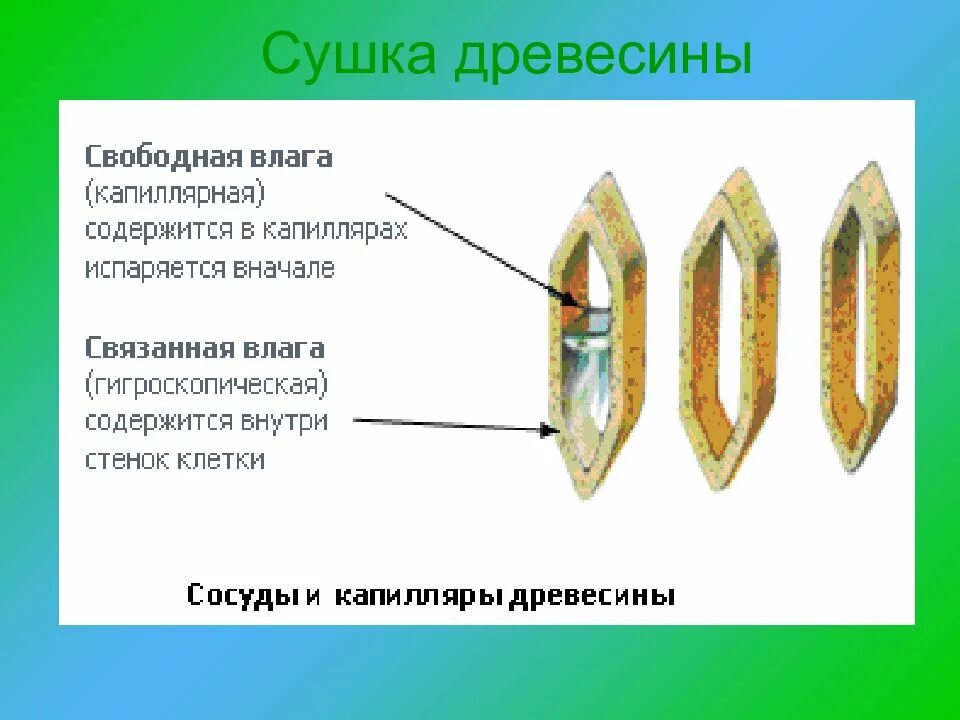 Влаги которая содержится в. Свободная и связанная влага в древесине. капиллярная влага в древесине это:. виды влажности древесины. виды влаги в древесине.