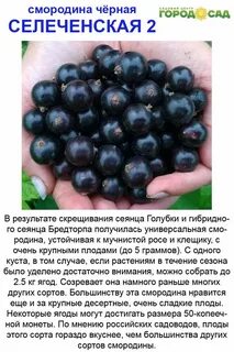 Смородина сорт селеченская отзывы