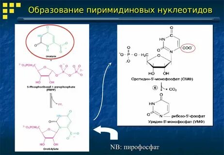 Нуклеотид комплекс