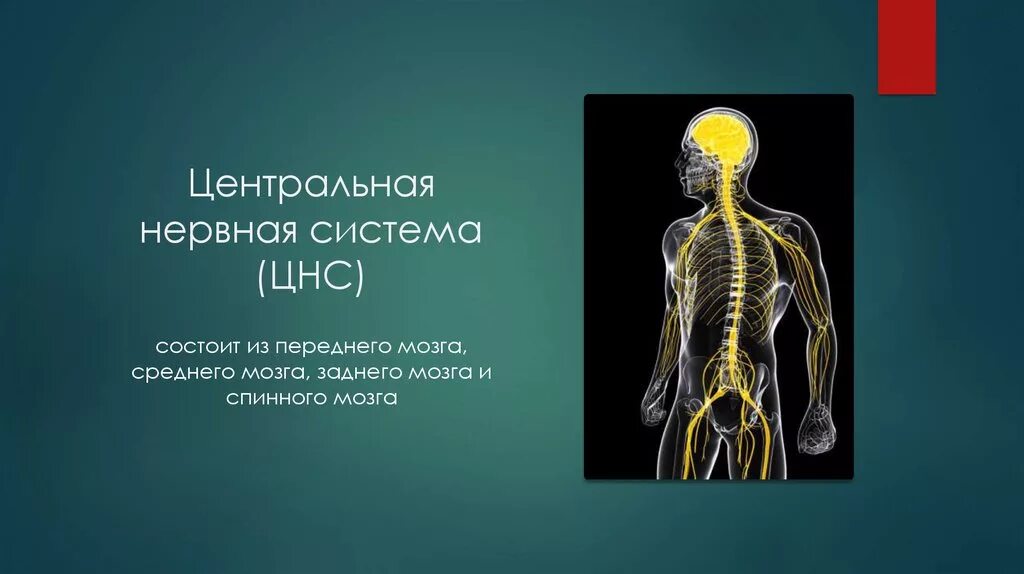 Что является центром нервной системы. Центральная нервная система. Нервная система ЦНС. Анатомия центральной нервной системы. Центральная нервная система состоит.