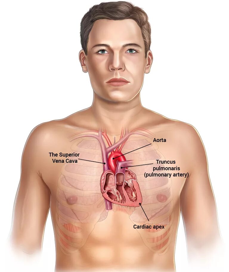 Cardiovascular - Daleena