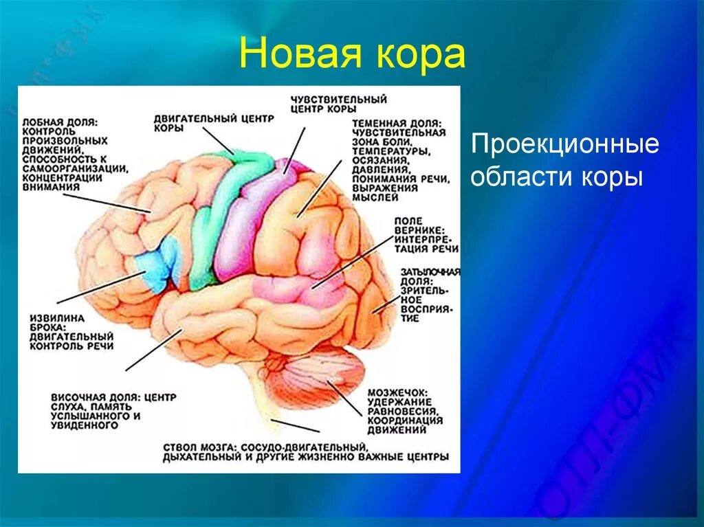 Где находится ее центр. Корковые центры головного мозга. обонятельный центр в коре головного мозга. строение коры и корковые центры. отдел мозга отвечающий за зрение.