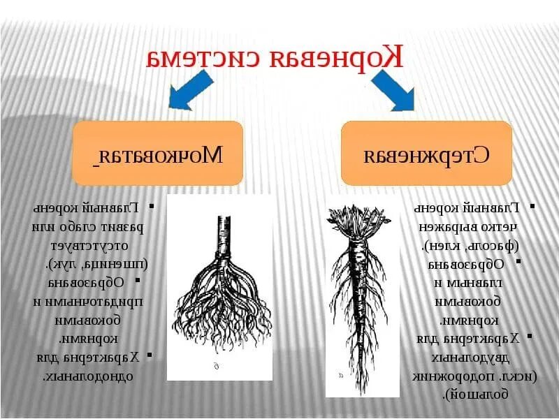 Какой тип корневой системы сформируется если луковицу. Мочковатая корневая система лук. Лук особенности корневой системы.