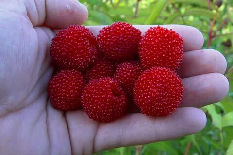 Княженика семена