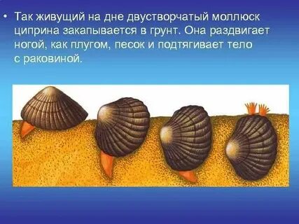 Назовите способы размножения и особенности развития моллюсков