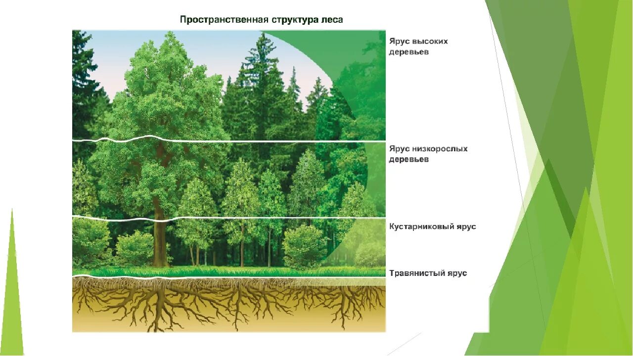 Изменения вертикальной структуры
