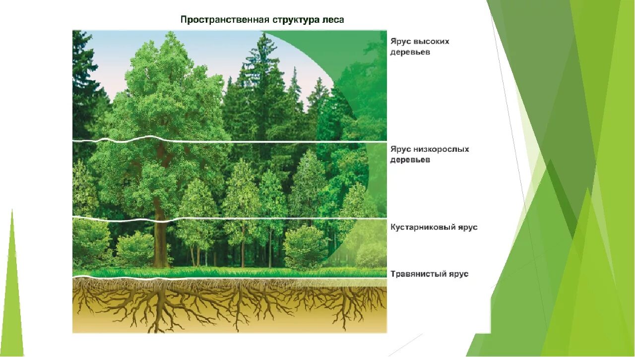 Основные ярусы составляющие вертикальную структуру. Ярусность лесного фитоценоза. Ярусная структура Лесной экосистемы. Ярусная структура биогеоценоза. Ярусность древостоя леса.