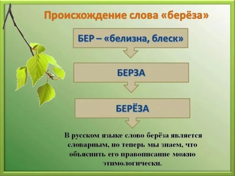 Березка однокоренные. Происхождение слова береза. Этимология слова береза. Словарная работа береза. Происхождение слова береза в русском языке.