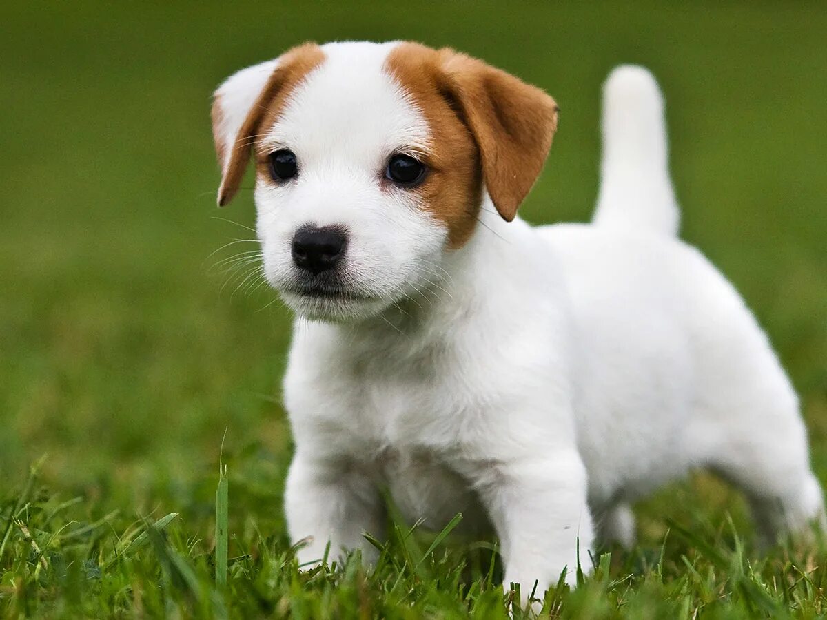 Ретривер и лабрадор ретривер. Джек рассел терьер щеночек. Золотистый ретривер щенок. Ирландский керри бигль. Бернский зенненхунд лапы.