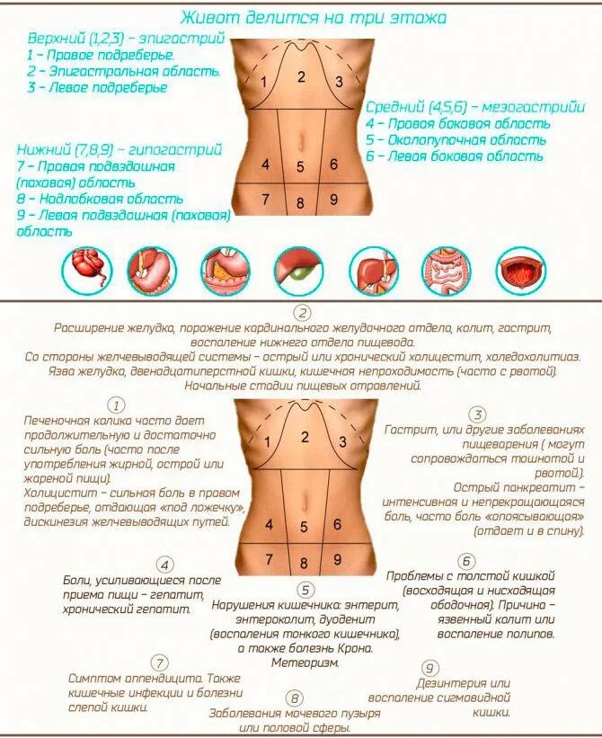 Отдает в правый бок спереди. Какой орган в левом боку снизу. Болезни внутренних органов. Болит левый бок. Болит живот слева.