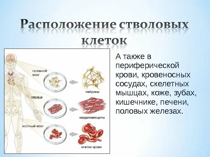 Б содержит недифференцированные клетки. Недифференцированные клетки. Клетка млекопитающего. Недифференцированные клетки стадии. Клетки мелкие, Недифференцированные.