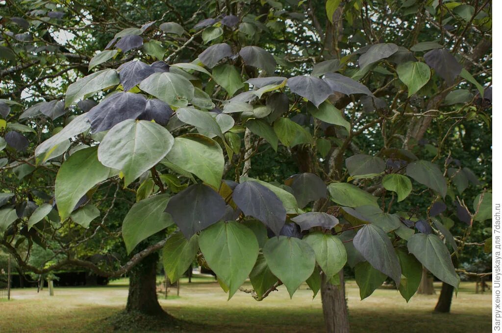 Катальпа краснолистная. Катальпа purpurea. Катальпа Пурпуреа. Катальпа краснеющая. Дерево с огромными листьями