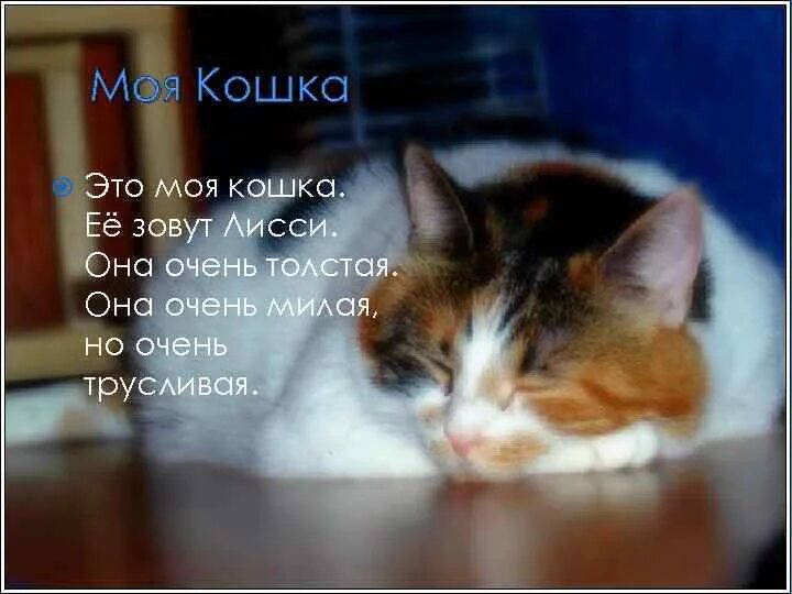 Вы моя кошка. Вы моя кошка. Фото моей кошки. Коты думают. Причуды моей кошки.