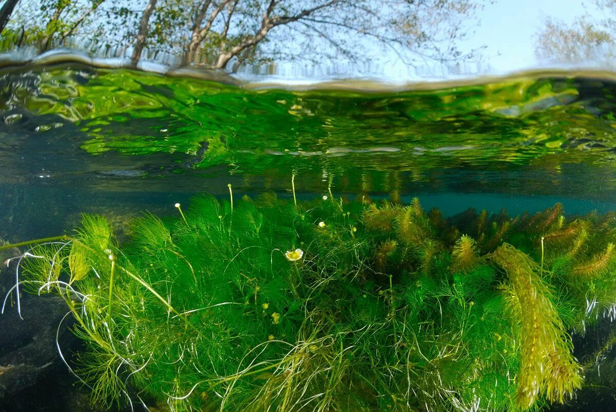 Водоросль чередующаяся. Перидиниевые водоросли. Синезеленные водоросли. Микроводоросли Пресноводные. Водоросль фукус Пресноводная водоросль.