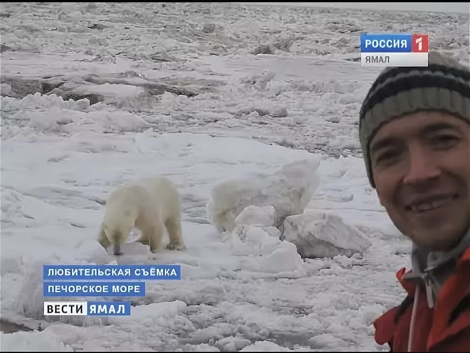 Приразломная белые медведи. Медведи Салехард. Какие медведи есть в Салехарде. Медведь Салехард телефон.