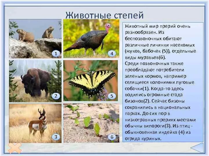 Какие животные обитают в природной зоне степь. Какие животные обитают в природной зоне степь