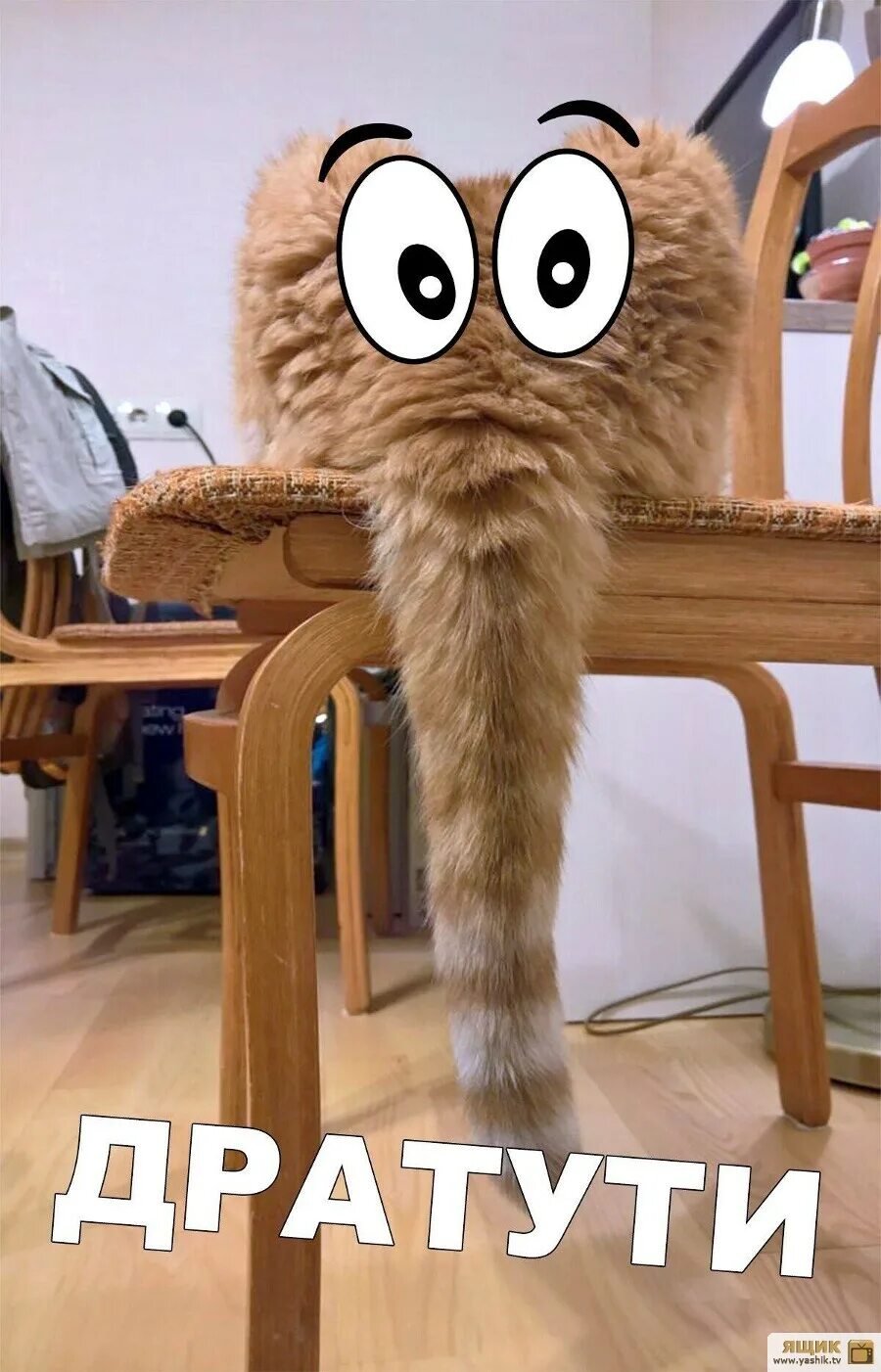 Мемы как дела нормально. Собака дратути. Дратути мем кот. Открытка дратути. Собака дратути.