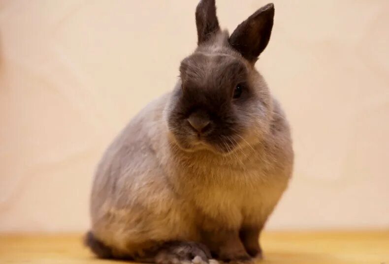 Cutest bunny EVER !!! So small and cute Pet bunny, Cute bunny pictures, Netherla