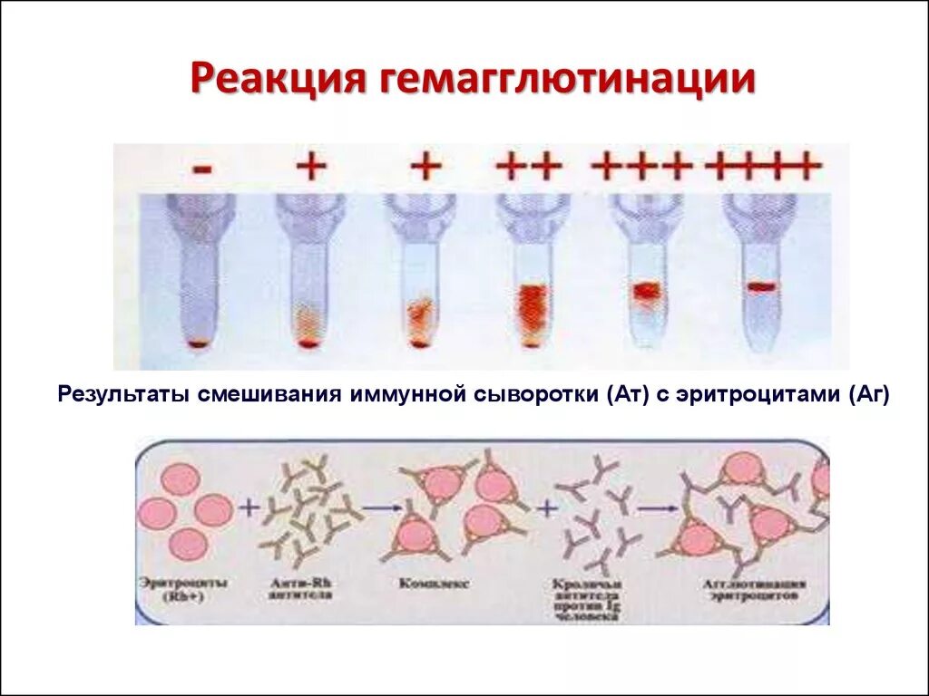 Гемагглютинация это