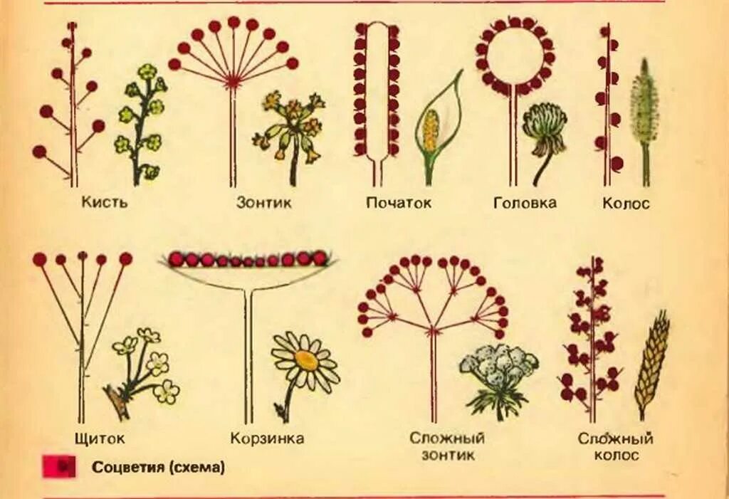 Схемы соцветий 6 класс биология. Строение цветка, соцветия, плоды.. Строение соцветия растения. Вильчатое соцветие.