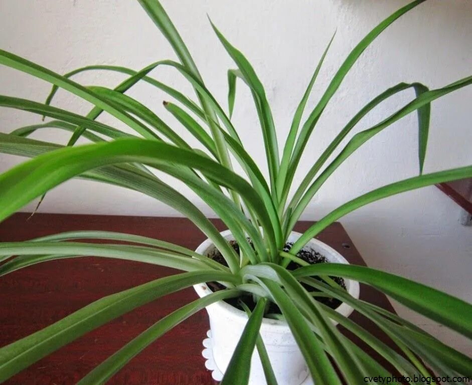 Название комнатного растения с длинными листьями. Хлорофитум Пальма. Хлорофитум панданус. Хлорофитум Осока. Хлорофитум полосатый.