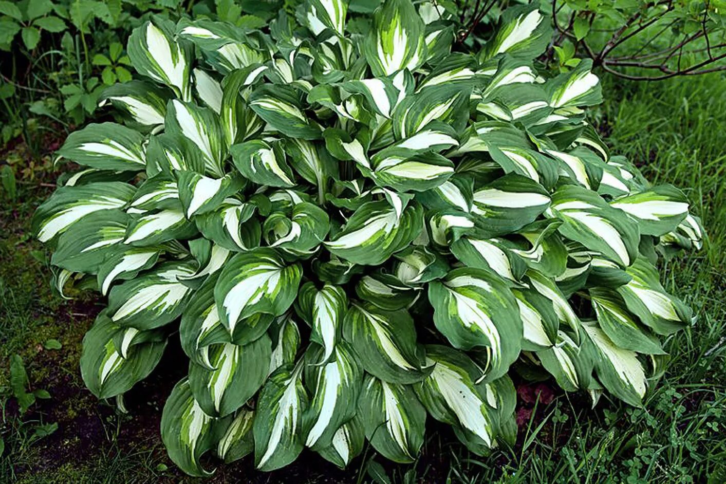 хоста grand marquee. хоста белоокаймленная. хоста детям. хоста maple leaf. хоста детям.